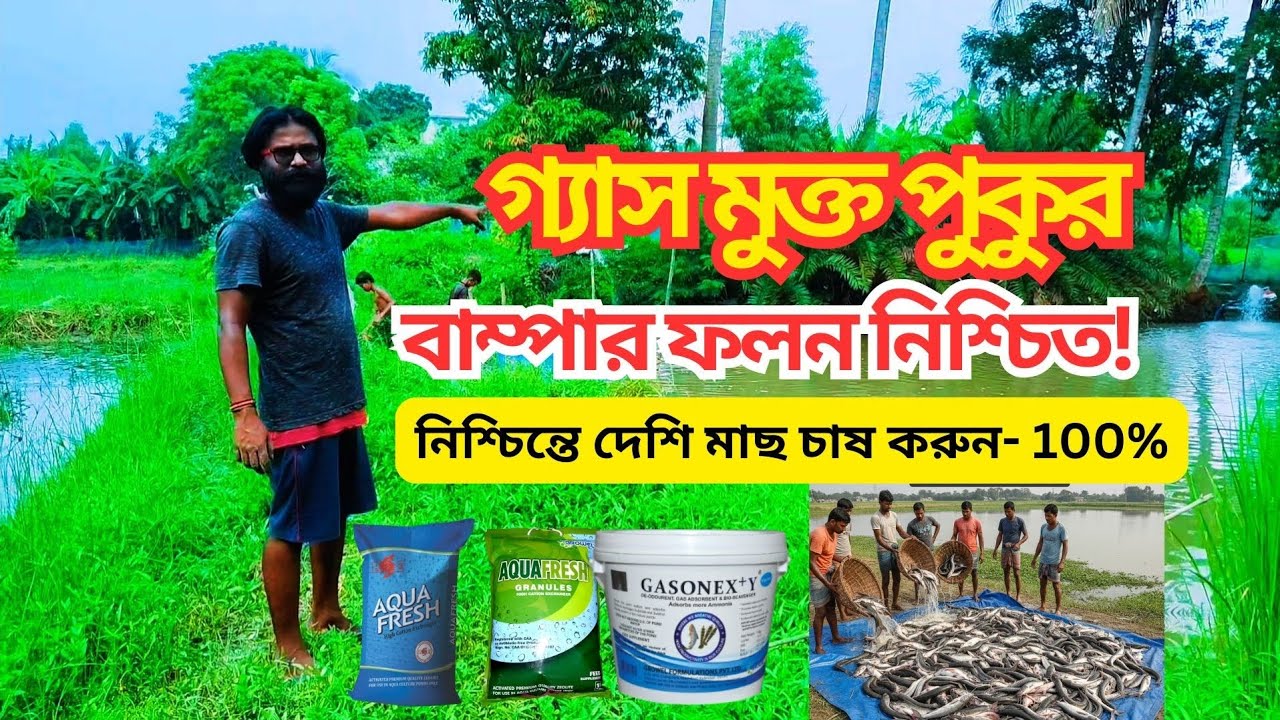 পুকুরের বিষাক্ত গ্যাস দূর করে মাছ চাষে বাম্পার ফলন নিশ্চিত করার গোপন কৌশল!  make your Pond Gas Free