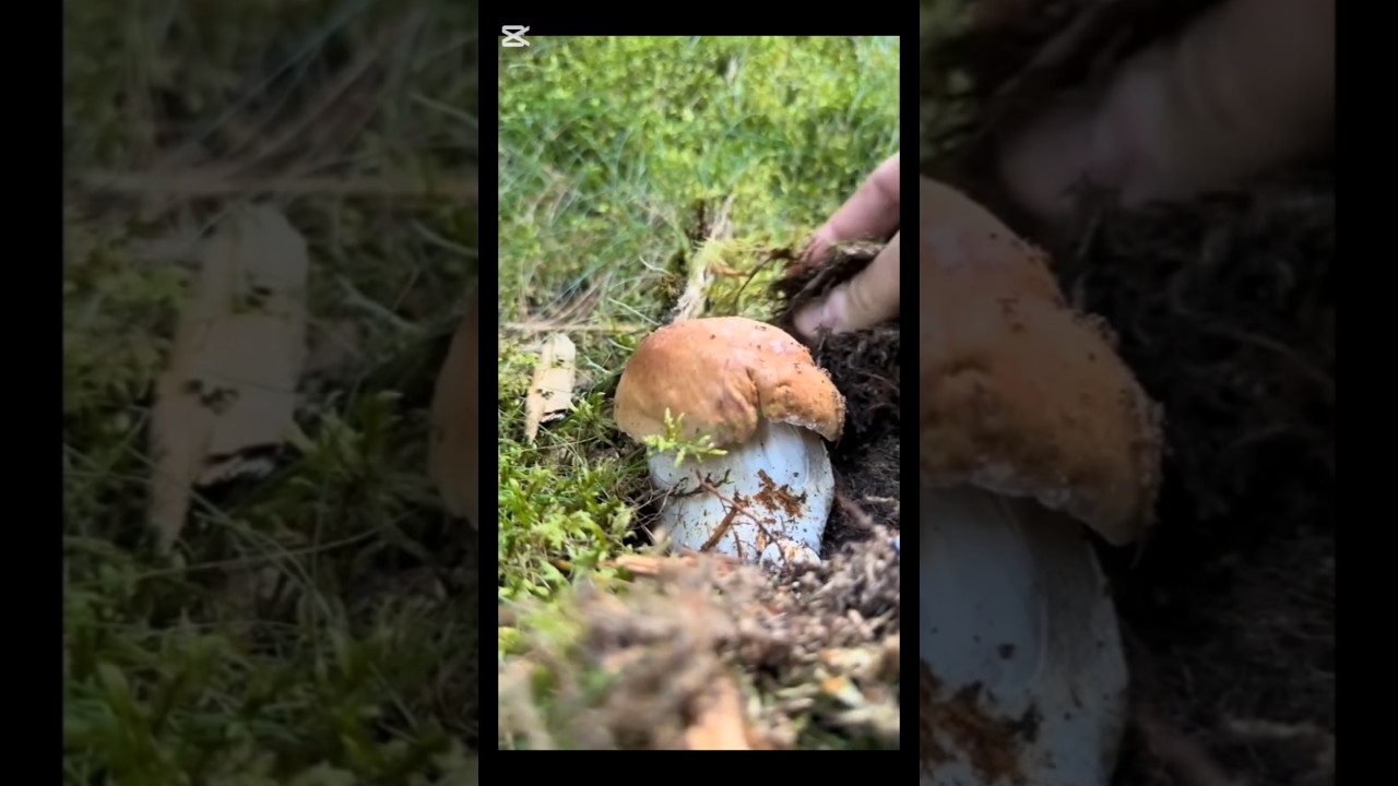 #funghi #porcini #boletus #grzyby #steinpilze #cepes #гриби #грибы