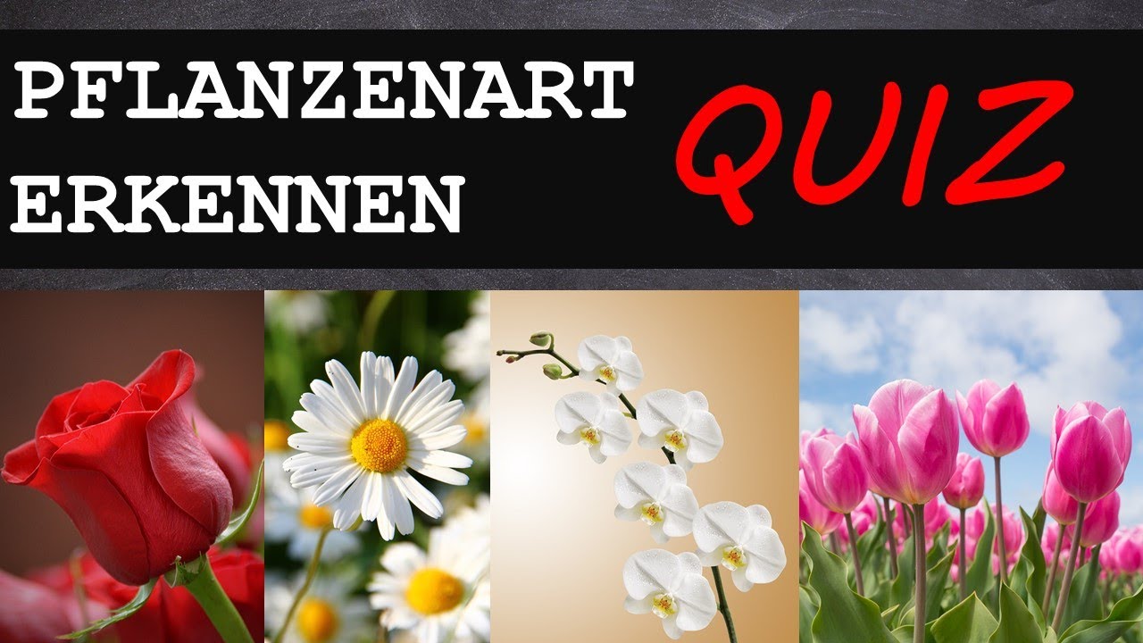 Erkennst du die Pflanzenart anhand der Bilder? #1 | TESTE DICH