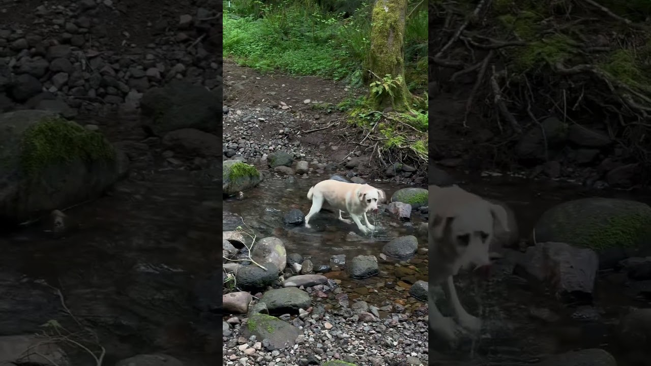 Check out our latest campground review of Mt. Hood Village RV resort! We loved this campground! ⛺️