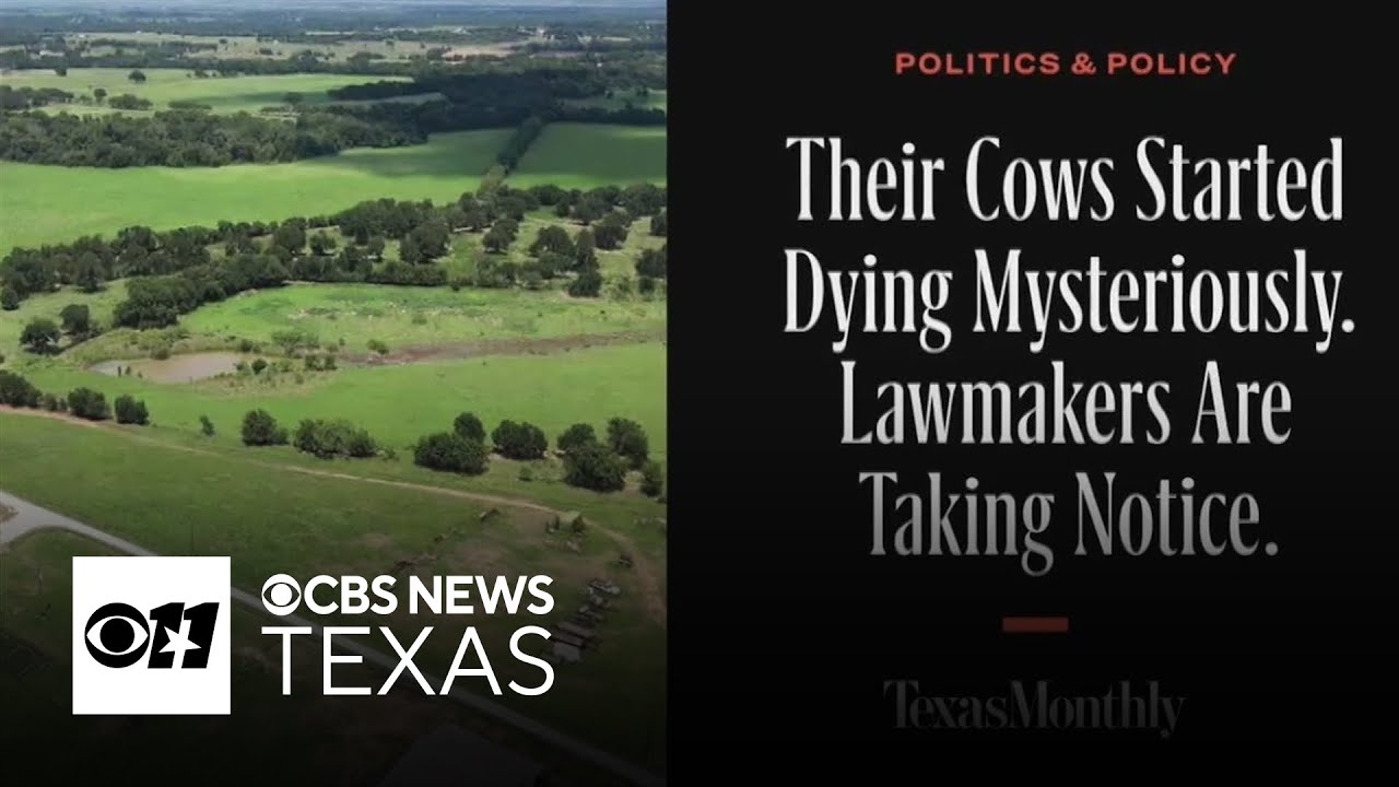 Their cows started dying mysteriously. Lawmakers are taking notice / Texas Monthly