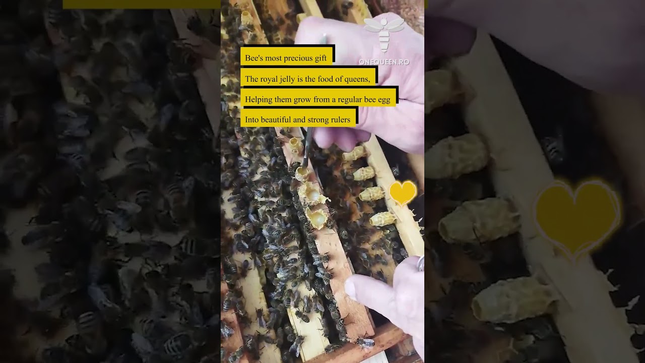Bee's most precious gift the royal jelly is the food of queens