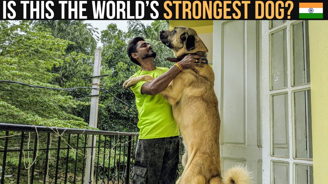 Meet Kurt: The Loyal Turkish Kangal – World's Strongest Shepherd?