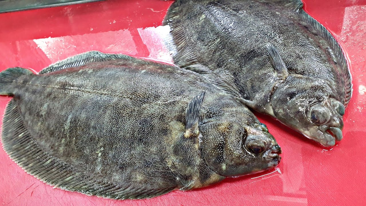 찰가자미 멈춰!!! 찰가자미 회뜨기 Microstomus&nbsp;achne sashimi