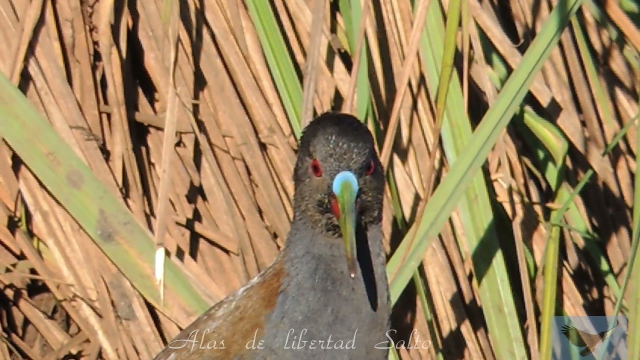 Gallineta Común y su canto,  Plumbeous Rail, Pardirallus sanguinolentus. #birds