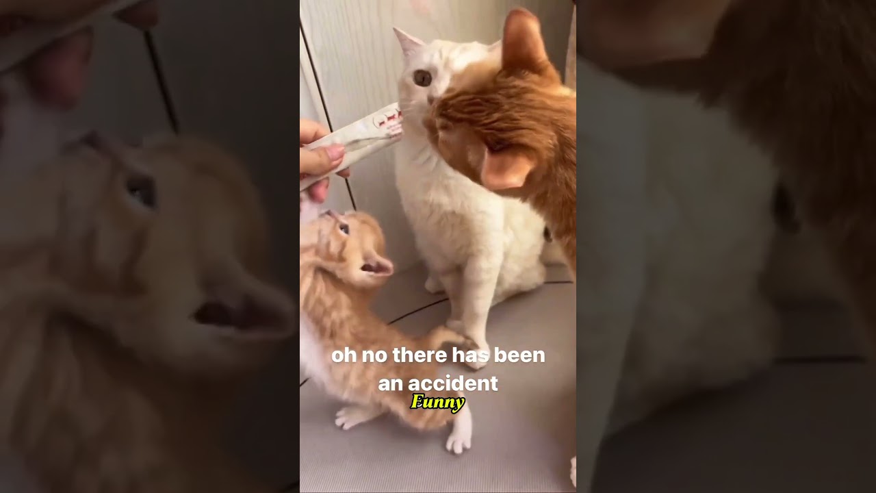 Super funny cats😂😂