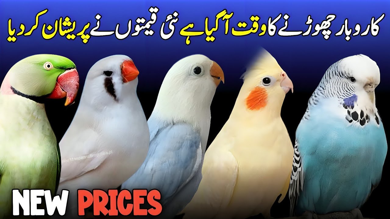 birds lastest price update | love birds price 2025 | ringneck price 2025 | java price 2025 | finches