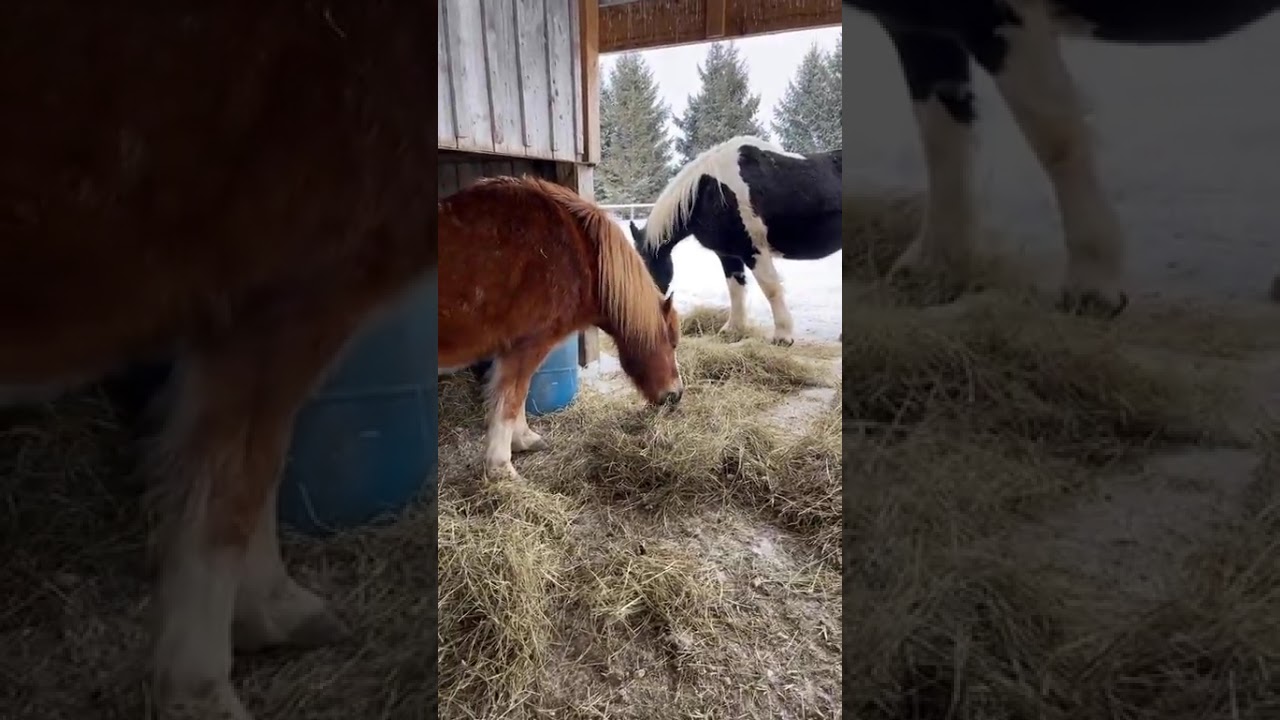 Cold weather means more hay