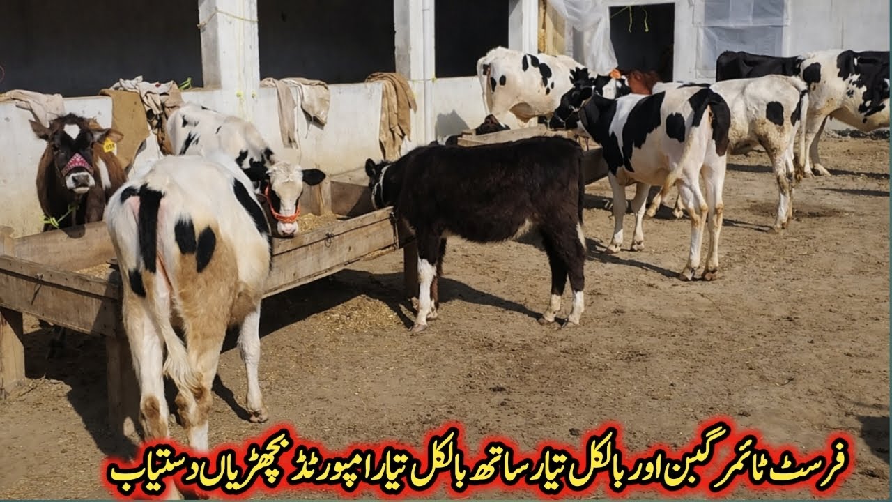 ڈاکٹر پاس کنفرم امپورٹڈ گبن بچھڑیاں ساتھ بالکل تیار امپورٹڈ بچھڑیاں دستیاب لوکیشن گوندل منڈی!#cow 