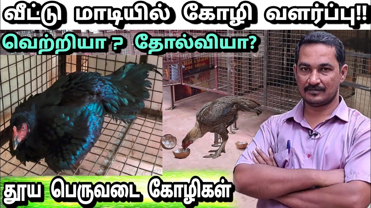 வீட்டு மாடியில் கோழி வளர்த்தால் வெற்றி அடைய முடியுமா?| Terrace country hen farm| nattu kozhi valarpu
