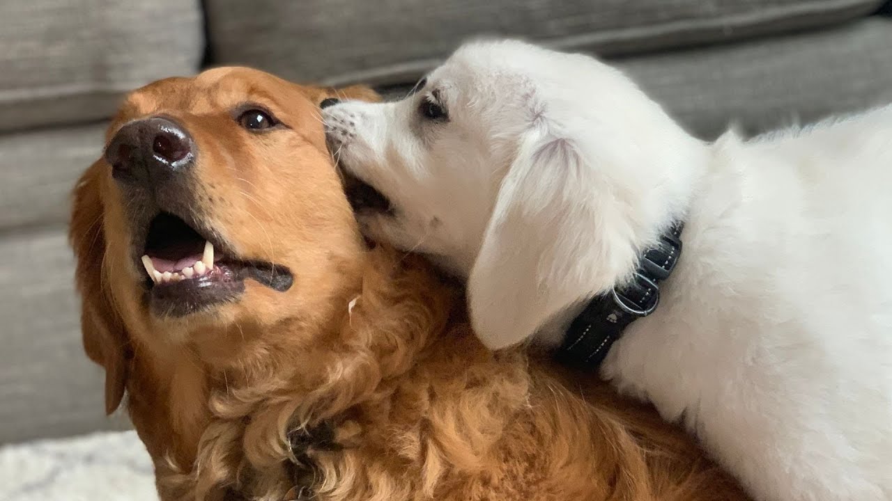 Archie the Golden Retriever Becomes Best Friends with English Cream Puppy