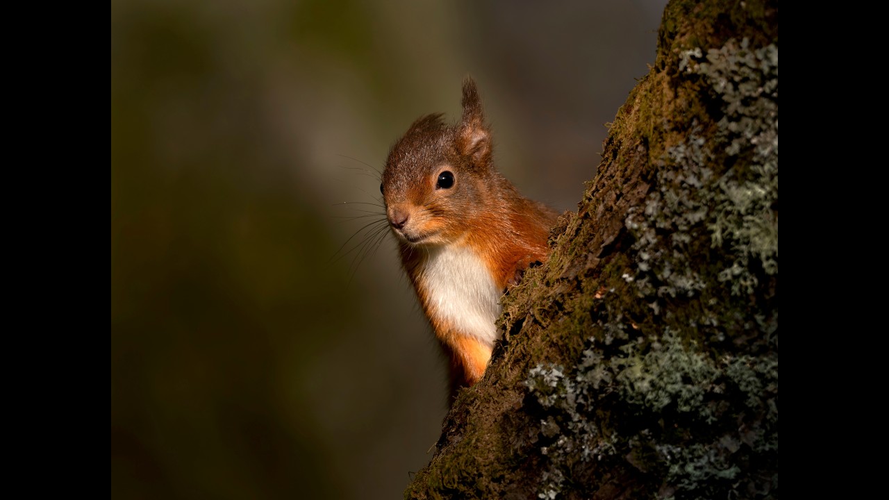 Red Squirrels