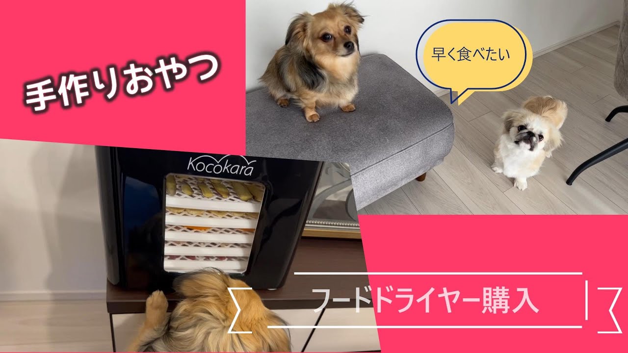 【ペットの手作りおやつ】フードドライヤー購入！ドライフルーツやジャーキーつくるぞ～♪【チワックスとペキシーズー】chifuachshund&pekishihzu