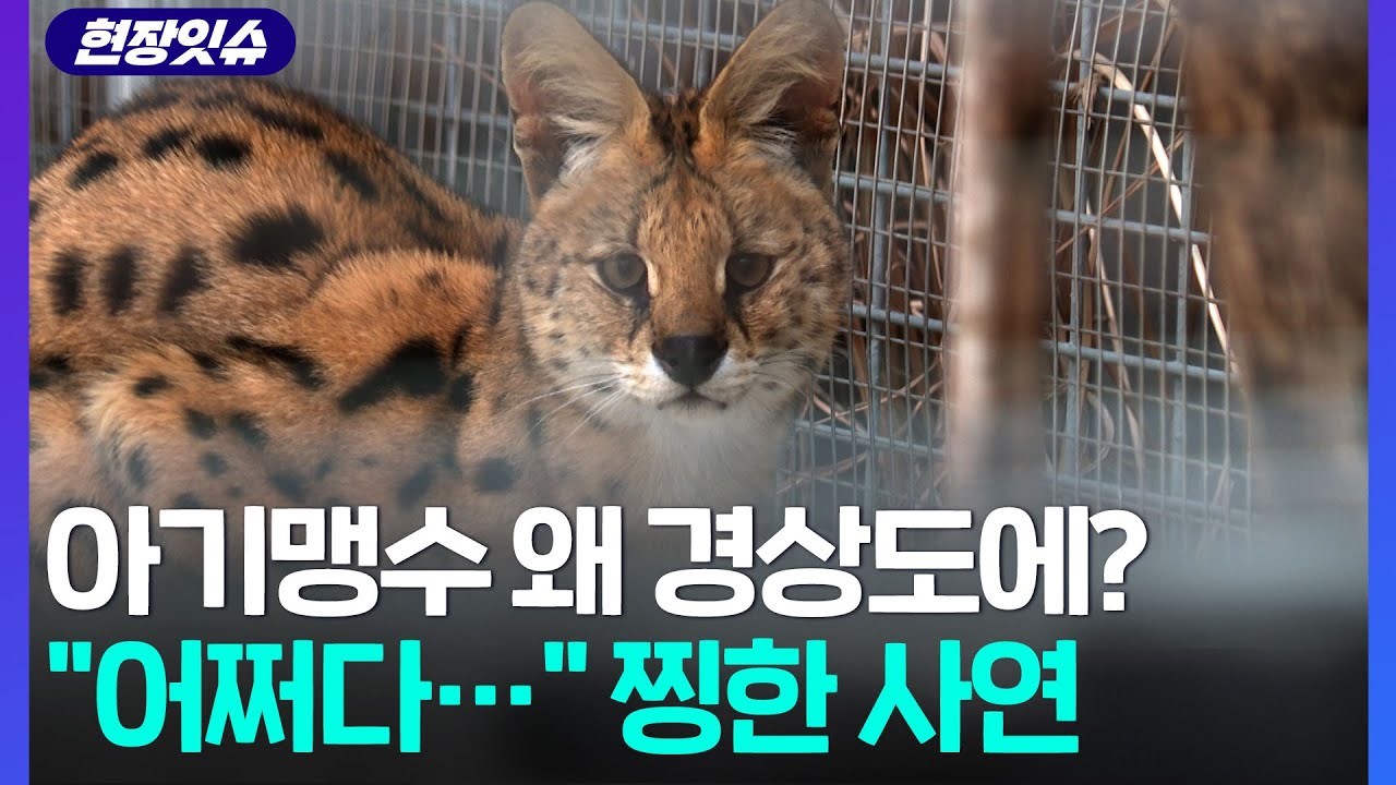 [현장잇슈] '아기맹수' 왜 경상도에?!…