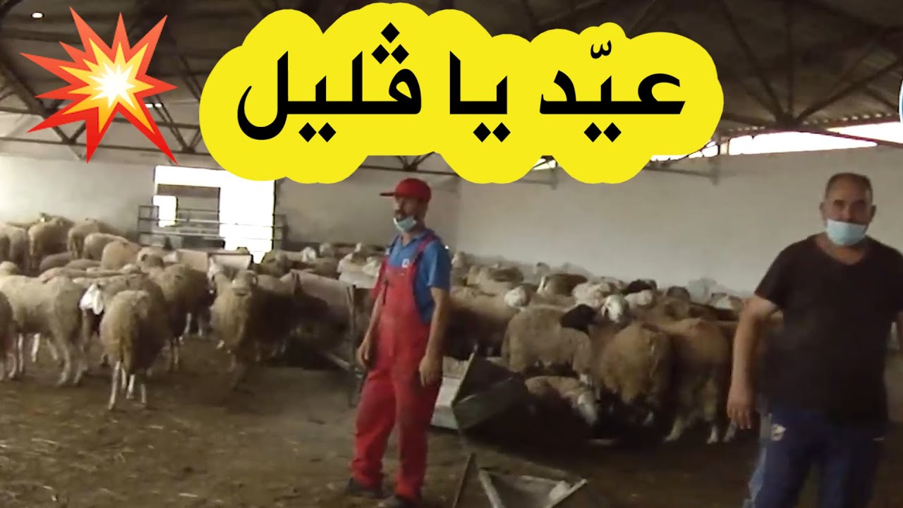 ننقل لكم تفاصيل أسعار الكباش في نقطة بيع بئرتوتة المعتمدة من طرف وزارةالفلاحة..