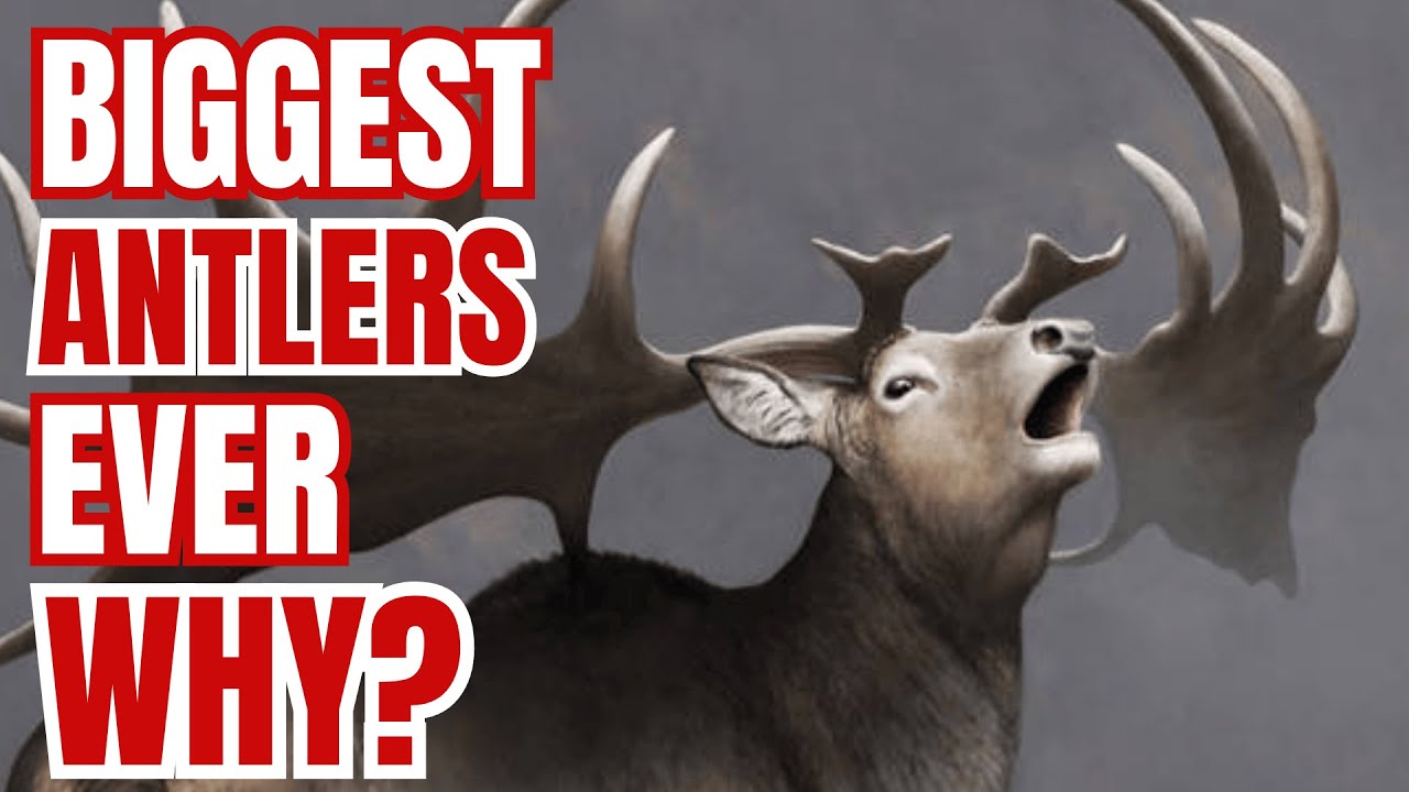 Biggest antlers ever, but why?