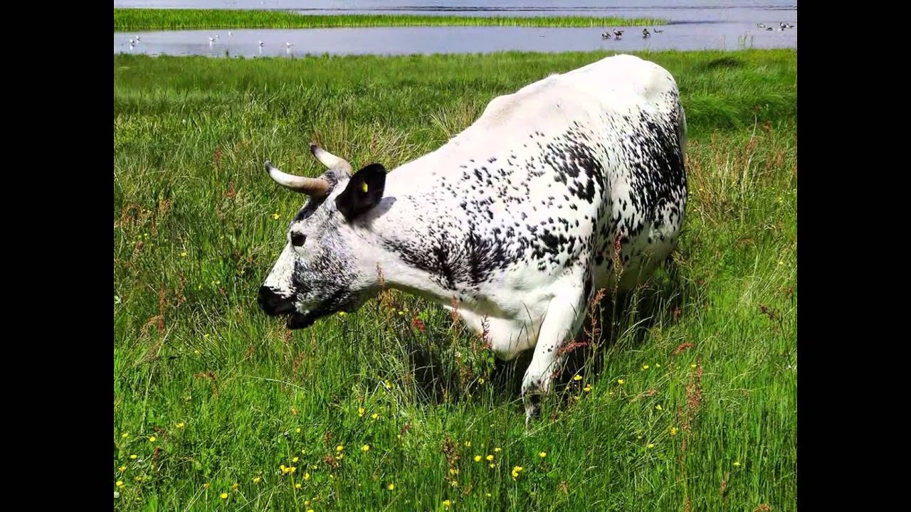 2013-06-11 Vänekor, gammal svensk lantras