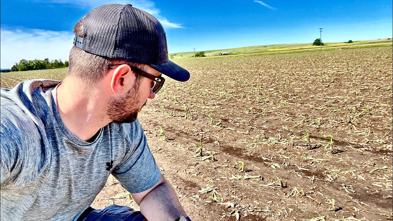 Crop Hail Damage