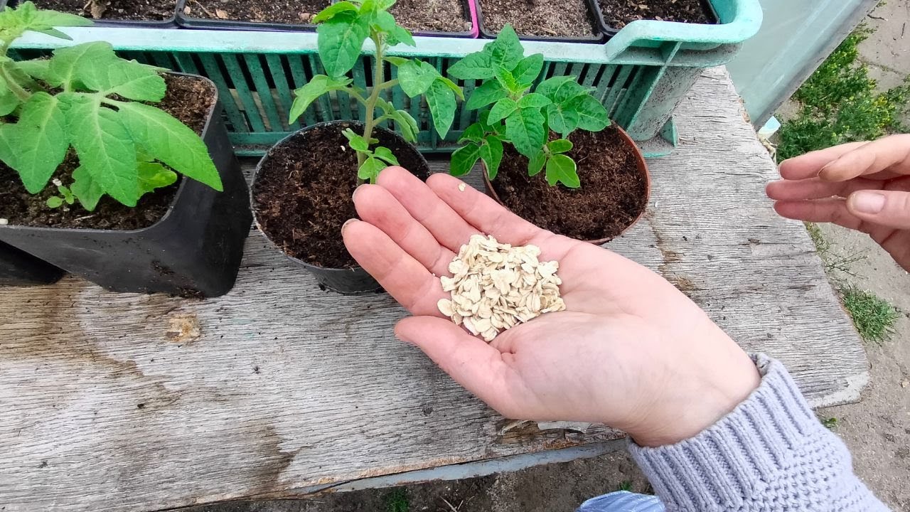 Very strong seedling root stimulator. For less than 1 $