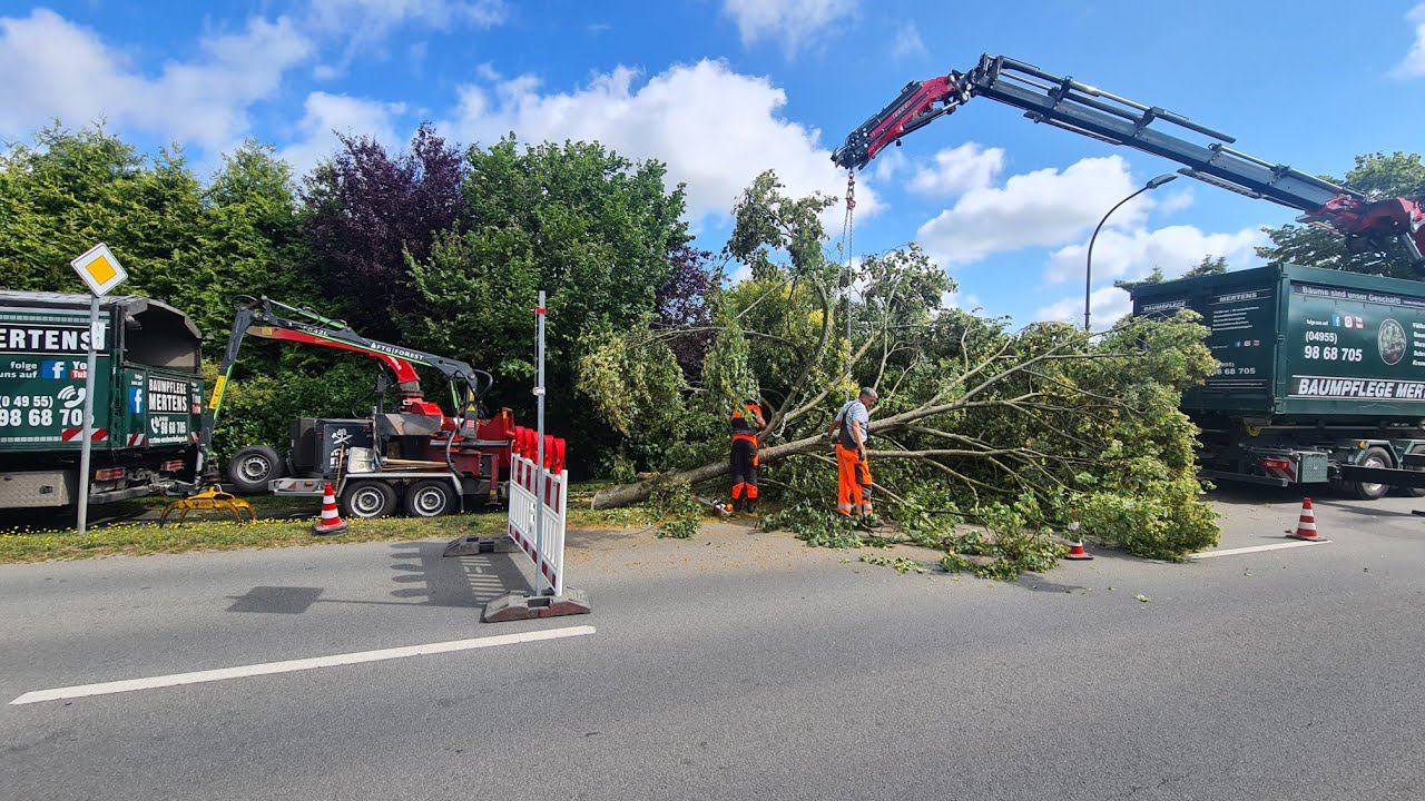 Das Chaos ist perfekt...wenn es schei..e  läuft,dann richtig! Was soll ich jetzt machen?  treework