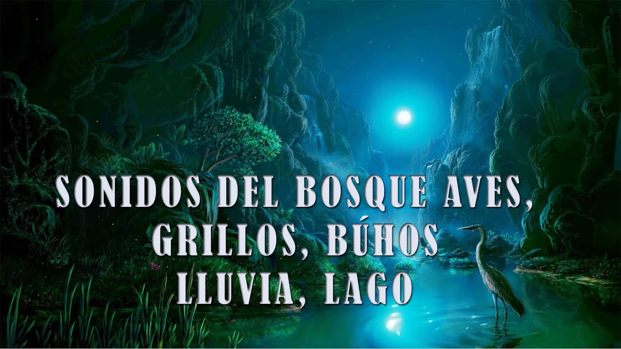 SONIDOS DEL BOSQUE   CANTO DE AVES, GRILLOS, BÚHOS, RANAS PARA RELAJARSE  Y DORMIR