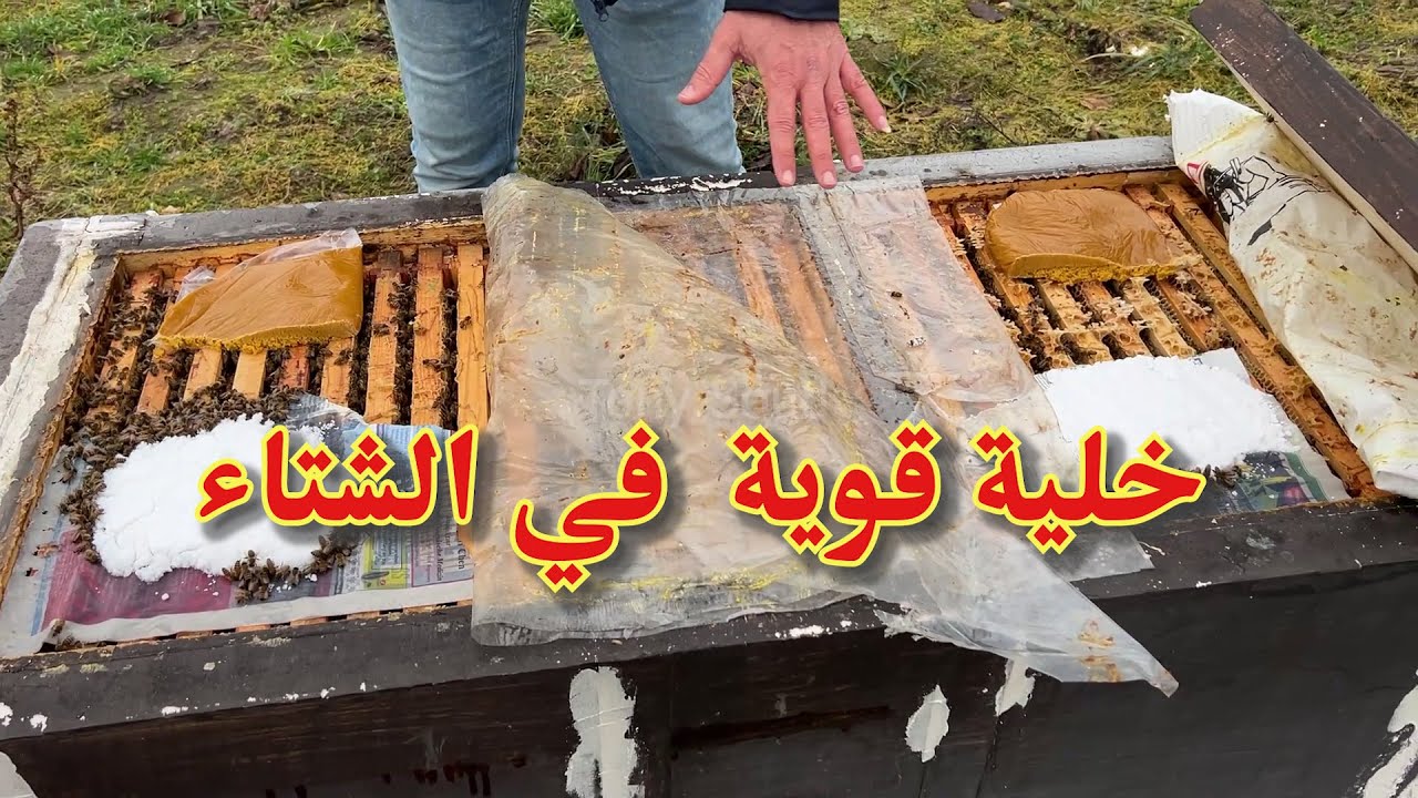 خلايا قوية في منتصف الشتاء بدون ارضية .