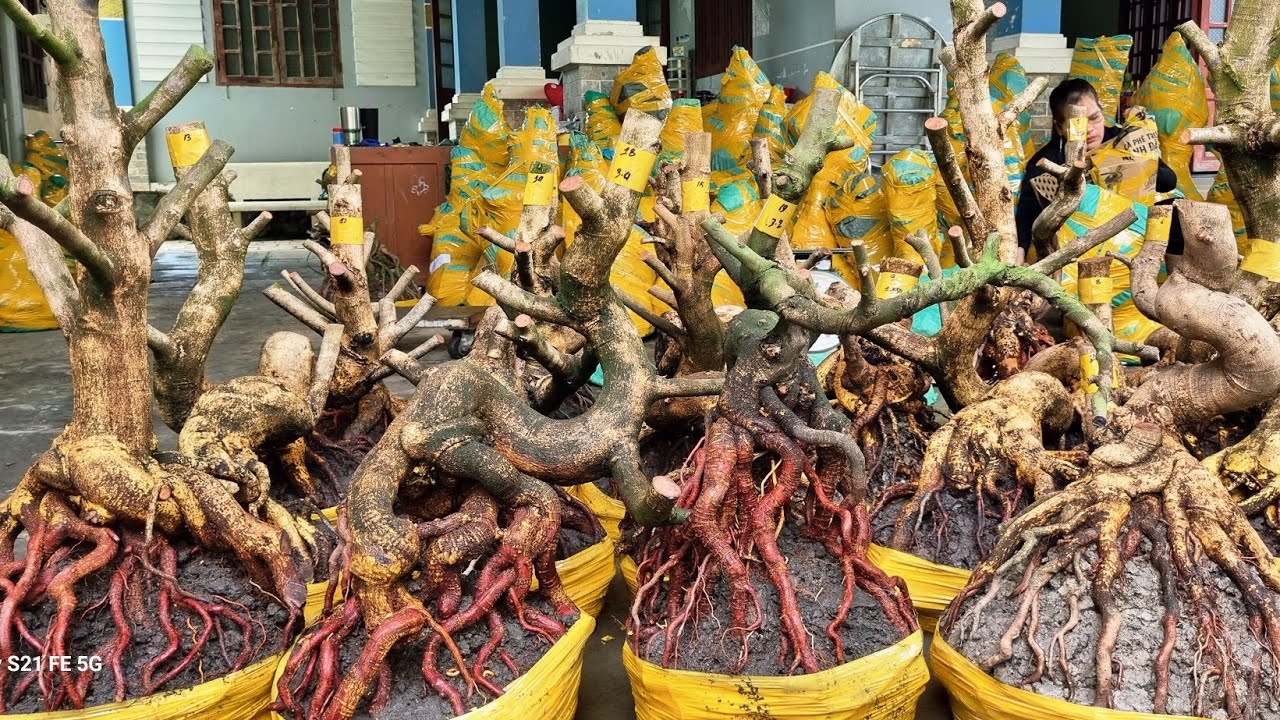 Nhung 0966023980_0377865771 ngày 22/2 gl lô phôi mai vàng giảo dáng lắc lượng bông chùm cánh to 