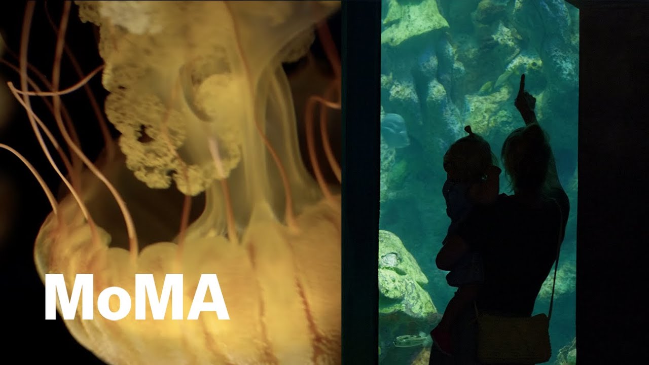 Immersive architecture of aquariums | BUILT ECOLOGIES: ARCHITECTURE AND ENVIRONMENT