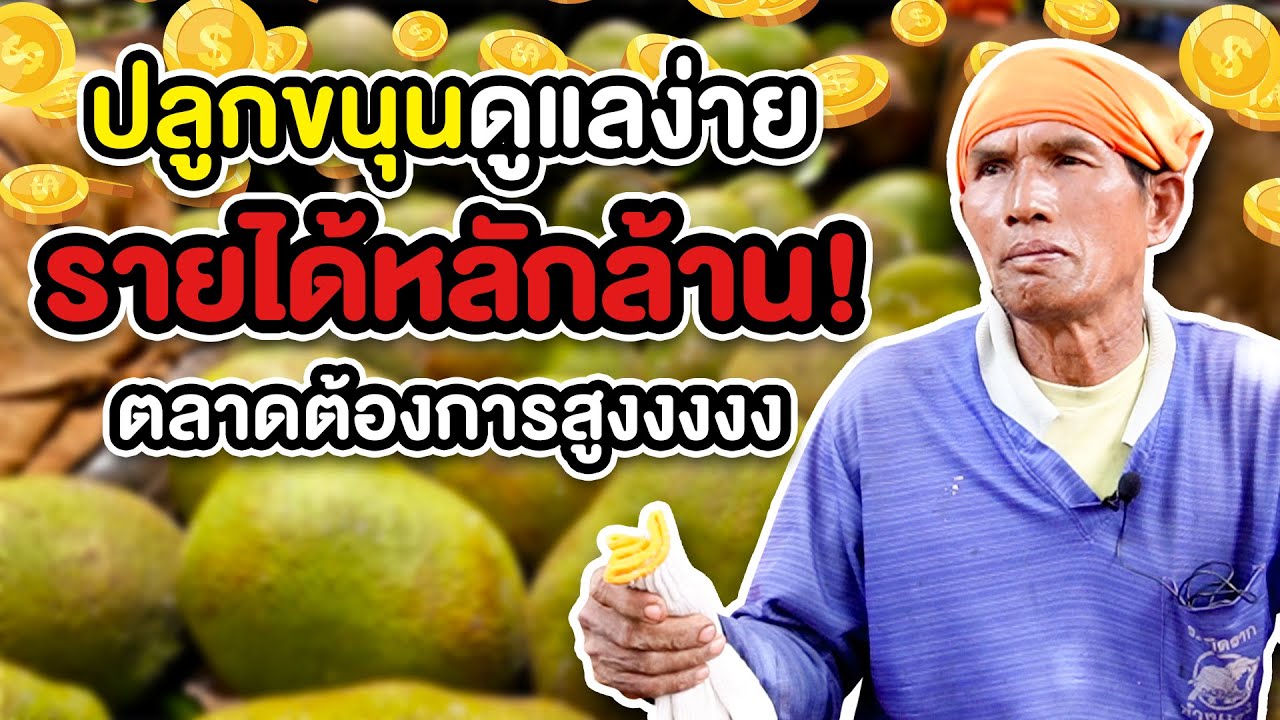 ปลูกขนุนดูแลง่าย รายได้หลักล้าน ตลาดจีนต้องการสูง
