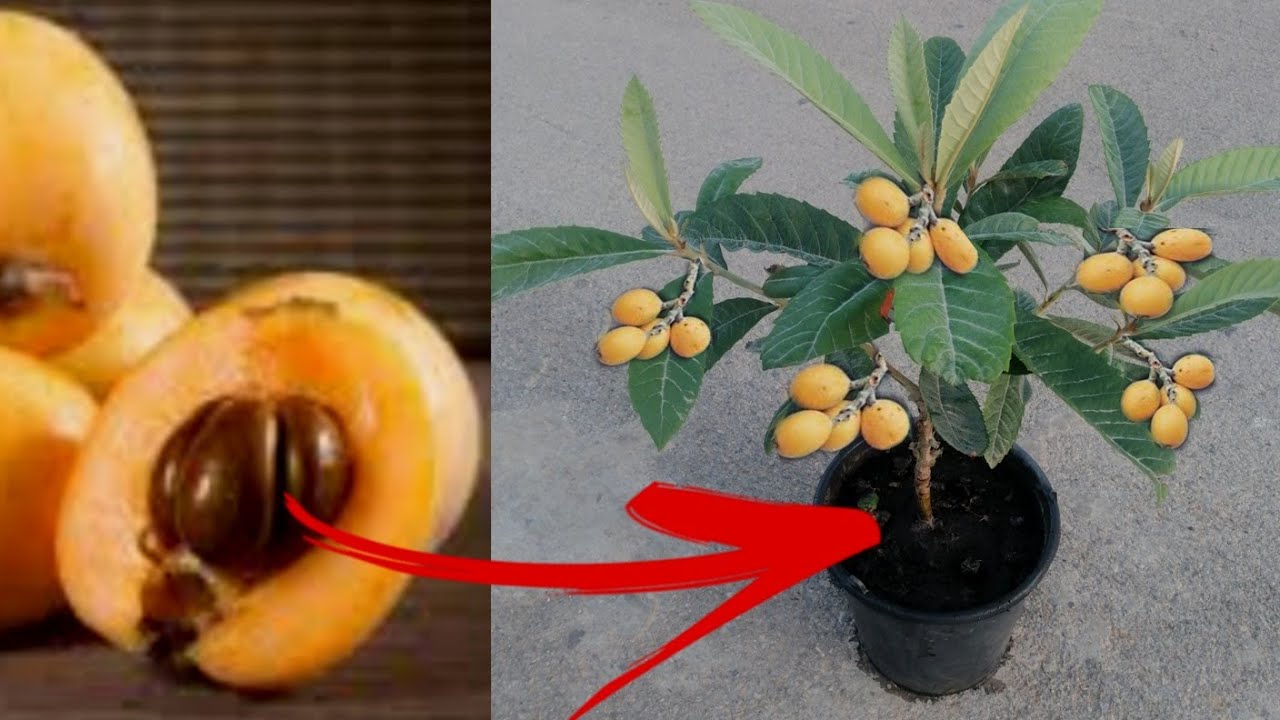 زراعة البشملة من البذور