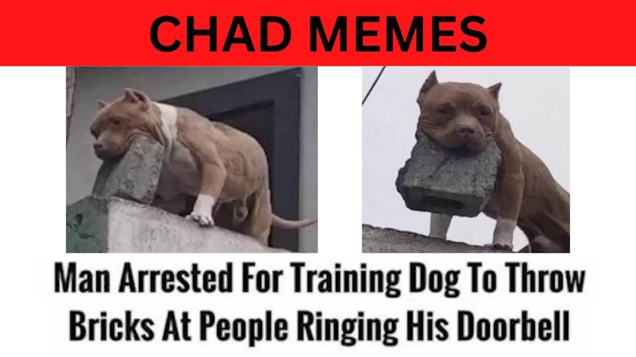 The Best Chad Memes