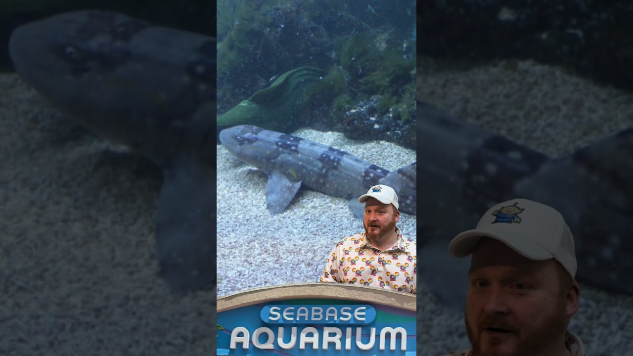 Disney’s Living Aquarium: Meet EPCOT’s 110-Year-Old Turtle & DiveQuest Secrets 