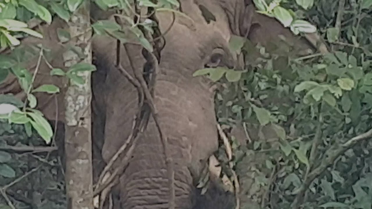 ช้างป่าเขาใหญ่ มาให้เห็นแบบใกล้ๆ ตัวใหญ่มาก Up Close Watching Wild Elephant, Khao Yai National Park