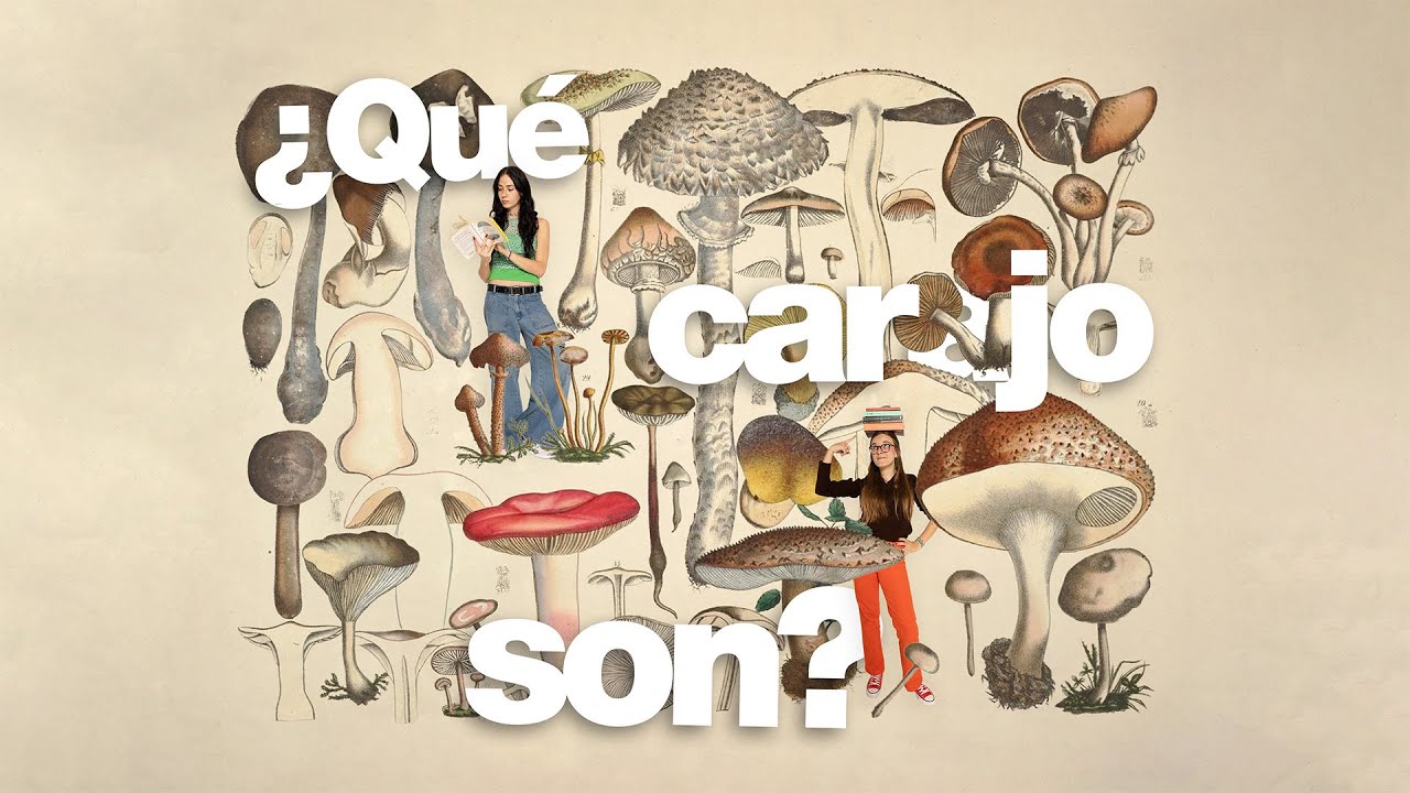 HONGOS: ni plantas ni animales