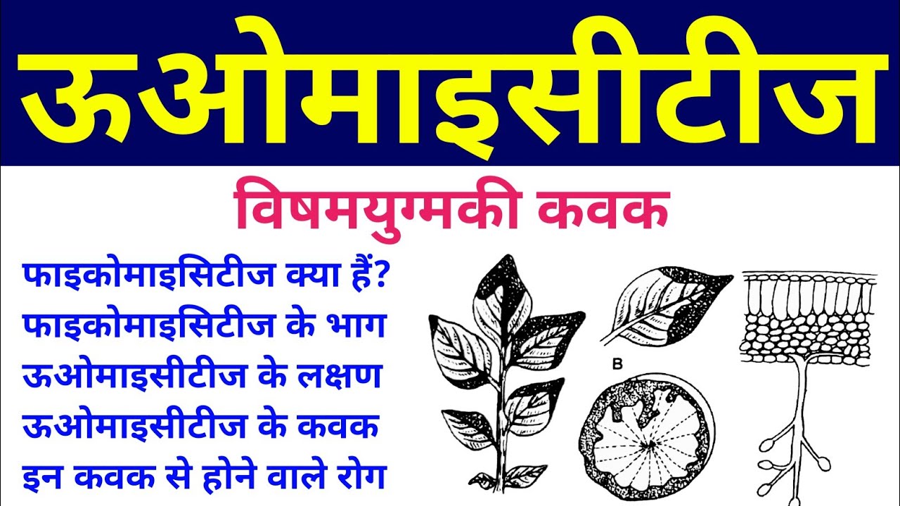 oomycetes | phycomycetes in hindi | oomycetes characteristics & examples | lower fungi/algal fungi