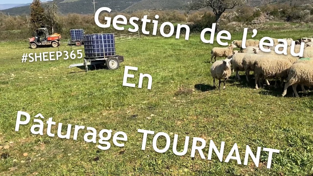 Comment gérer l’abreuvement des brebis en pâturage tournant