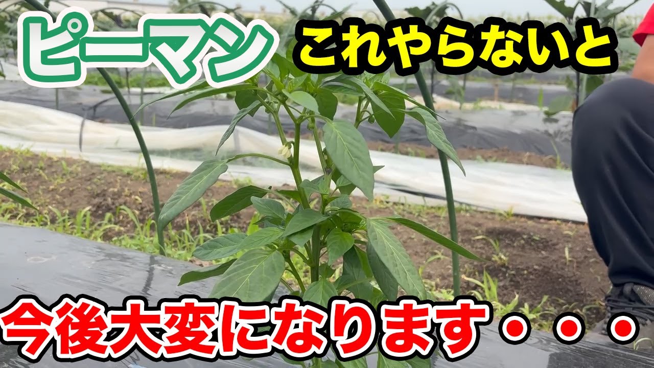 【ピーマン】だけは芽かきは絶対にしてください！超絶大変なことになります