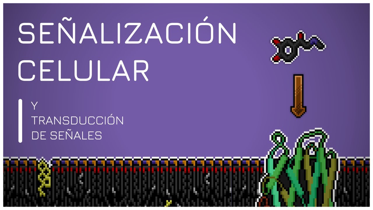 Transducci&oacute;n y Se&ntilde;alizaci&oacute;n Celular ✌ %200 F&Aacute;CIL
