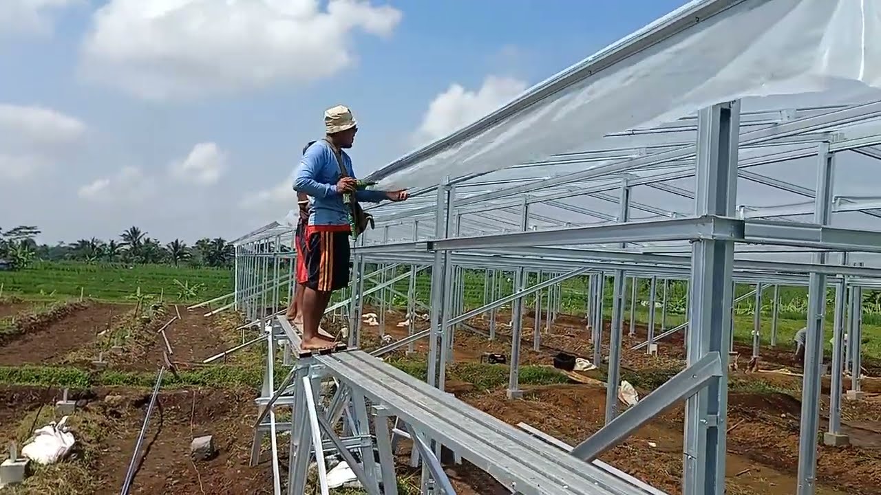 pemasangan plastik UV di kebun anggur purbalingga