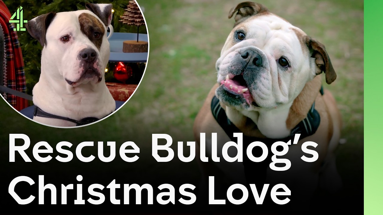 Rescue Bulldog Looks For Forever Love on Christmas  | The Dog House 🐶