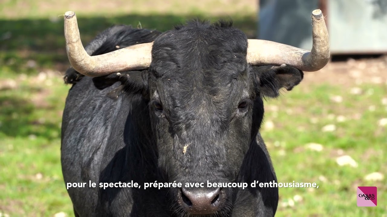 Reportage au coeur de la ganaderia Victorino Martin