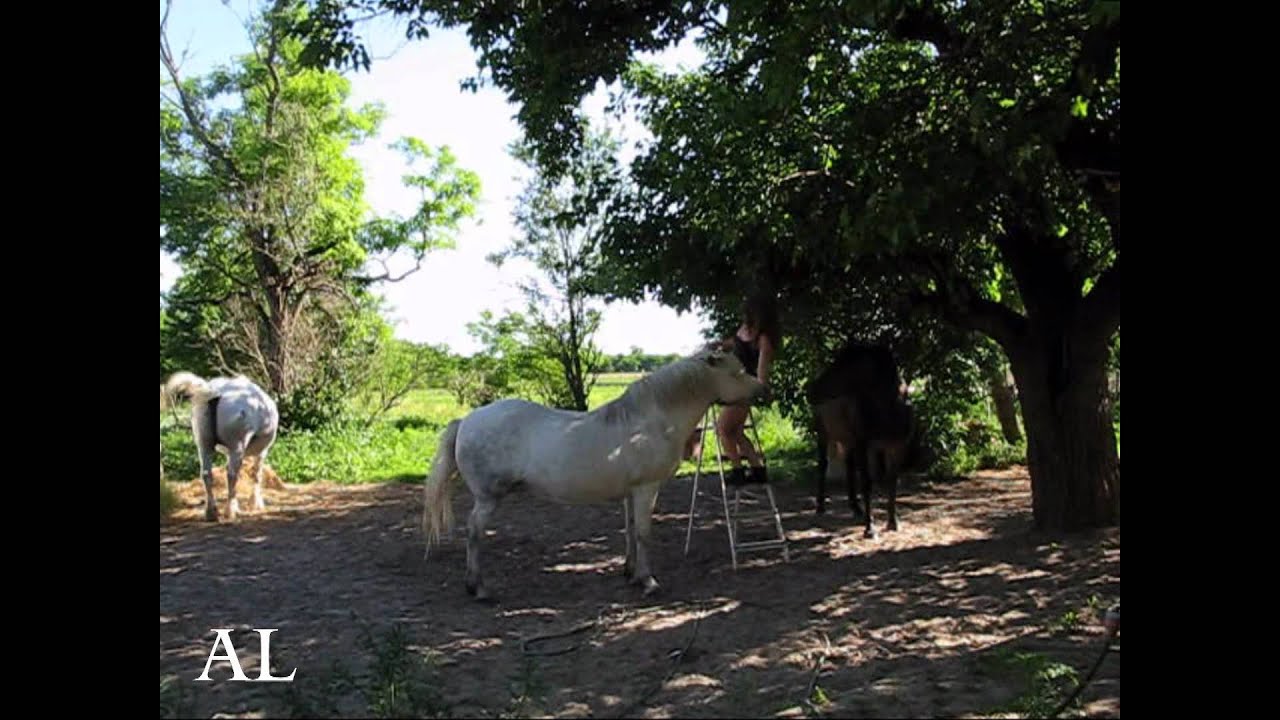 Academia Liberti Meditatio Mulberry Tree