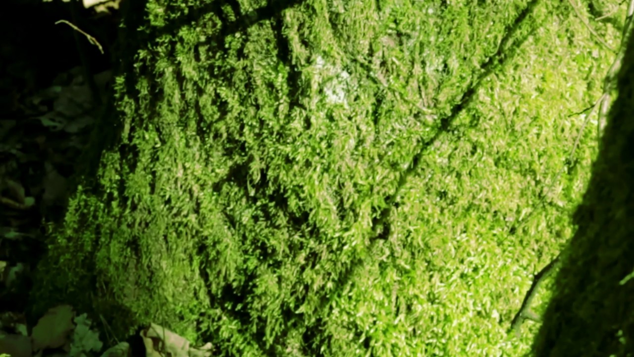 Condensspur - Mystischer Wald (Moods of Noise, 2019)