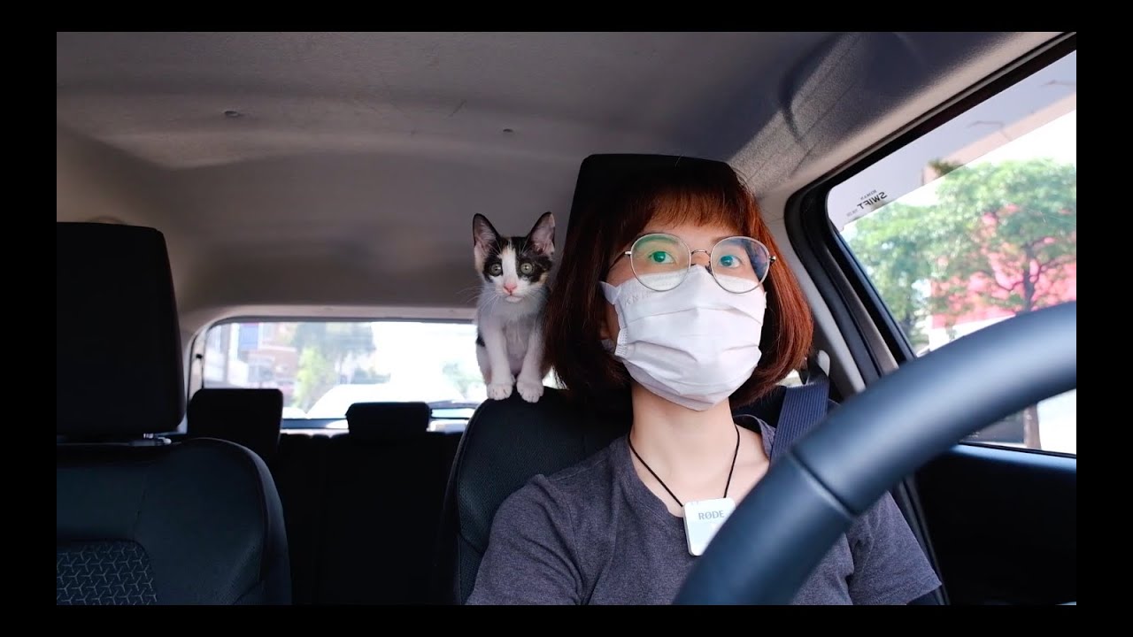 養幼貓的社會化之旅 Ep1 一起去逛饒河夜市！【Mushroom's Life】