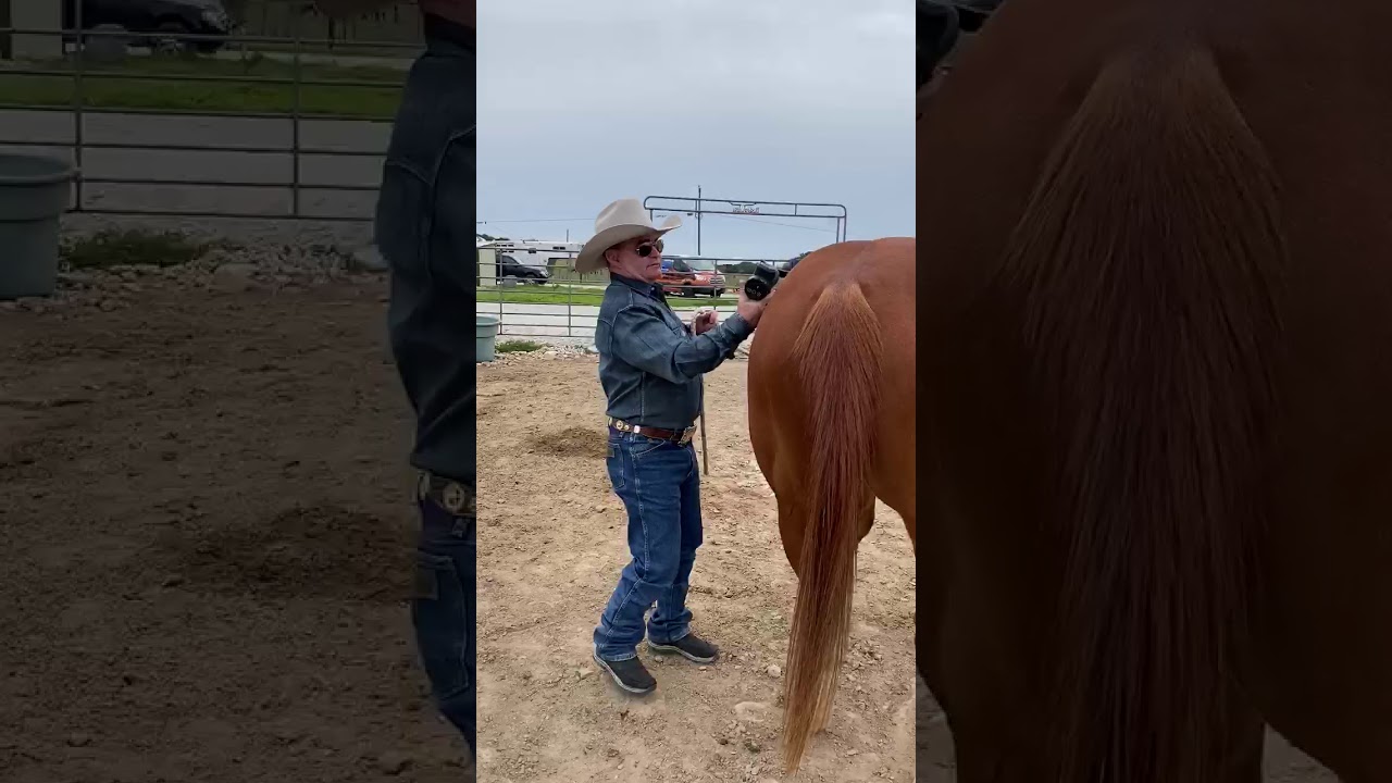 Equine Massage Gun Tips for Use on Horses | Arch Attachment