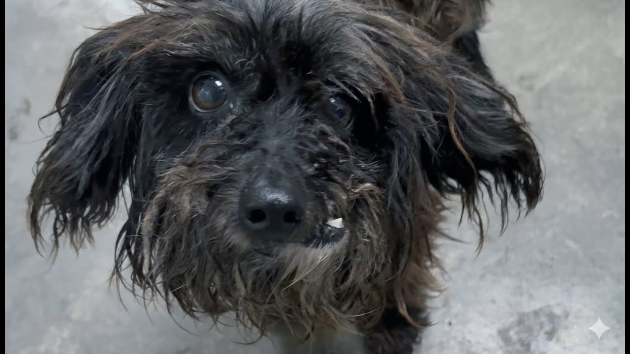 Meet the Tiny Toothless Senior Nobody Wants