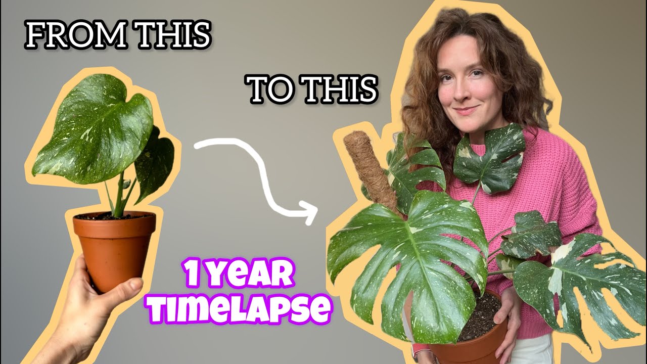 Monstera Thai Constellation 🌿 1 Year Timelapse Monstera Variegata Thaicon