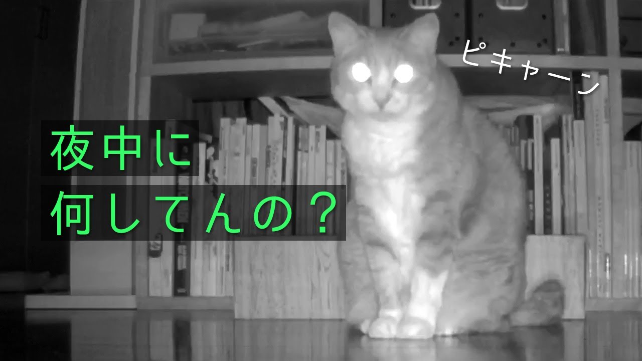 【定点観測】ネコのいる部屋24時！ | C6N | #モアクリ Vlog054