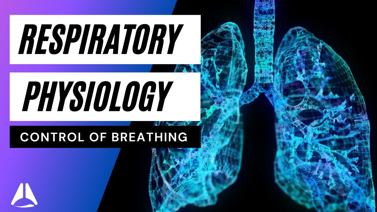 Respiratory physiology lecture 2 - control of breathing - Part 1 anaesthesia ANZCA exam