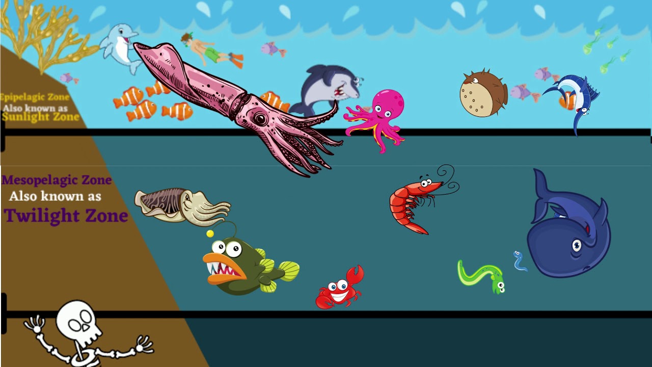 Ocean Zones